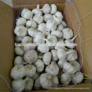 10kg carton garlic for kenya